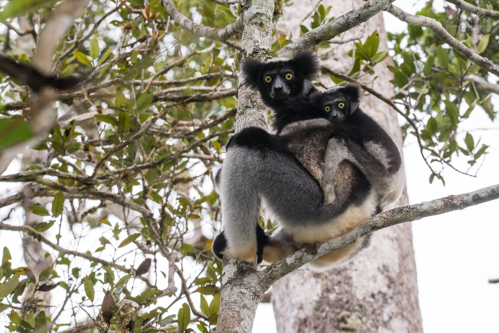 Andasibe - Indri met baby De indri (Indri indri) is de grootste levende makisoort en ze leven in het laagland en montane bossen van een klein deel van de oostkust van Madagaskar. Het is een heel bijzondere dier maar het kan gemakkelijk gezien worden in de regenwouden van Andasibe en Mantadia. Ze worden tot bijna 120cm lang en wegen tussen de 6 en 9,5kg. De indri is bekend om zijn oorverdovende en kenmerkende gezangen. Als je het een keer gehoord hebt, zal je het niet snel vergeten. Stefan Cruysberghs